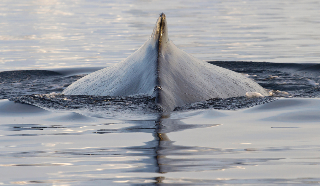 Mysterious Conversation Coming Out Of The Southern Ocean Between Unidentified Animals Continues To Drive Researchers Crazy